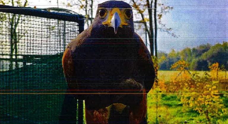 Szirti sassal vadászott macskákra, eljárás indult az állatkínzó ellen