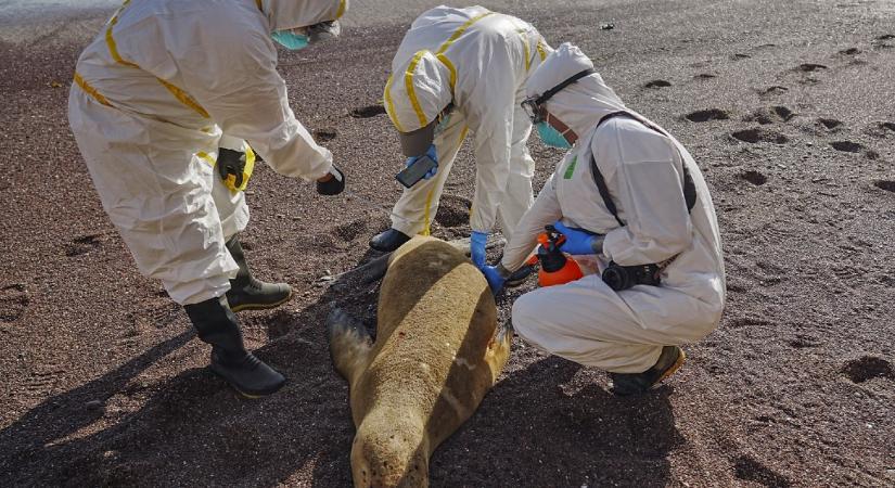 Hamarosan érkezhet egy mRNS-vakcina, ami véd a H5N1 madárinfluenza ellen