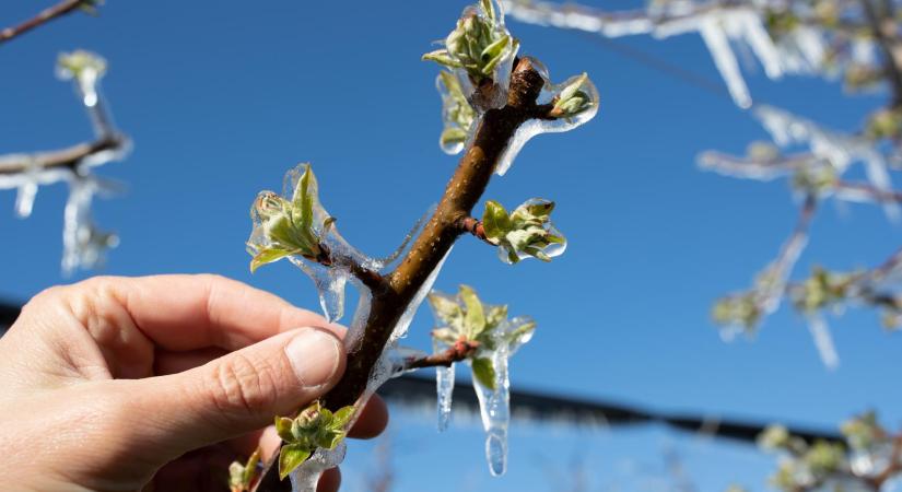 Napokon belül megkapják a gazdák a tavalyi fagykár miatti támogatást