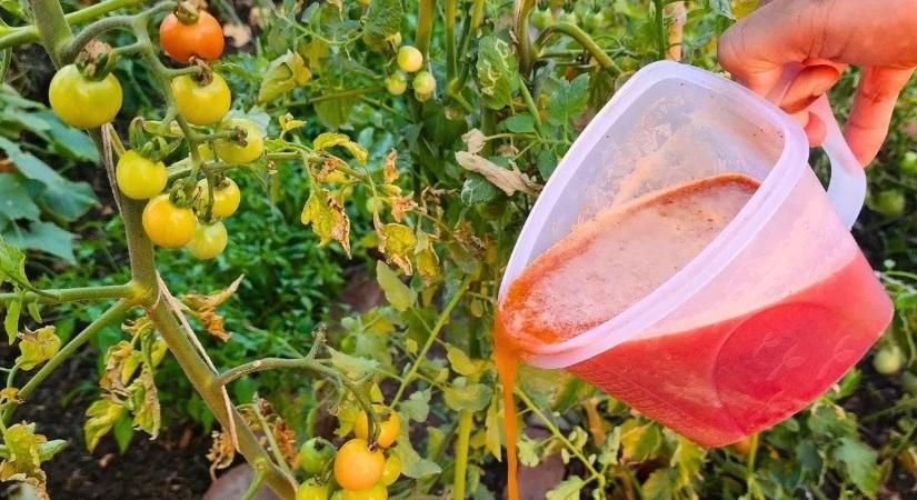 A szomszédom ezzel locsolt – tavaly 2x akkorák voltak a paradicsomjai, mint az enyémek