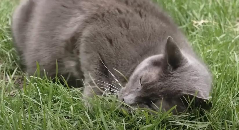 Megtudtuk a trükköt, amitől a környék összes macskája messziről elkerüli majd a kertedet!