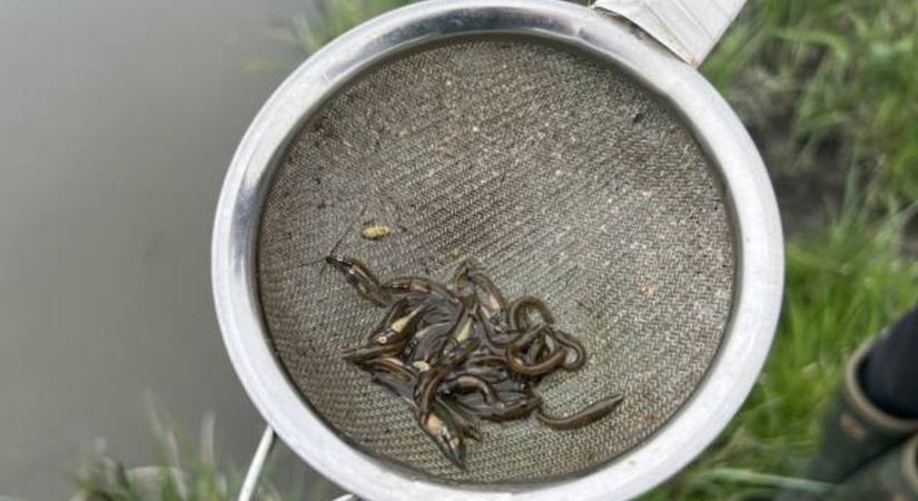 Folytatódik a balatoni haltelepítés: most a csukákon a sor