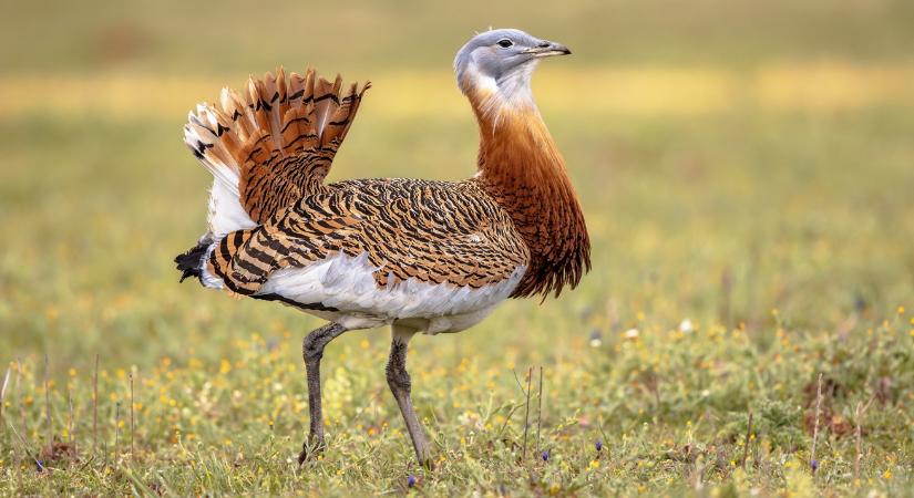 Állatkihajtás és egyéb csodás programok várnak ezen a hétvégén!