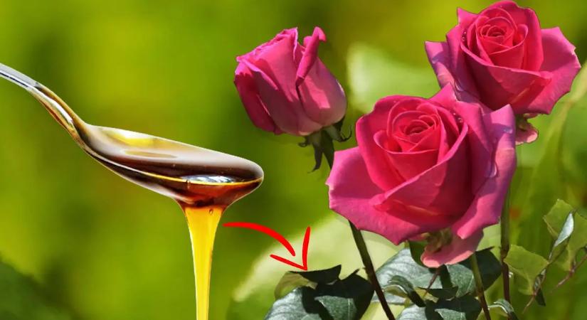 Meglocsoltam fokhagymás vízzel a rózsáimat, és amit két nap múlva láttam, azt nem hittem el