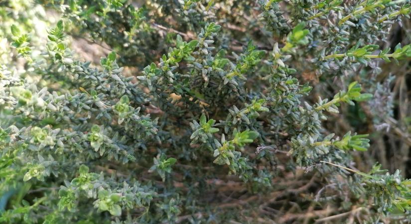 Kerti kakukkfű, az illatos csoda