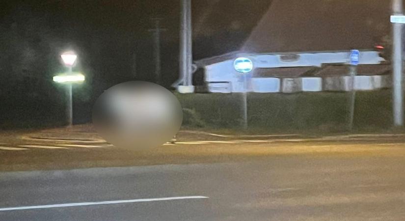 „Mariska akcióban” – fotókon a Debrecenben elszabadult hatalmas jószág, főúton ilyet ünnepnapon se látsz