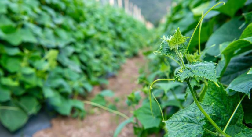 Orondis Evo: hatékony gombaölő szer zöldségkultúrák védelmére