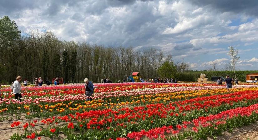 Tavaszi élmények: virágvásár, tulipánszüret és különleges programok országszerte, mutatjuk a hétvége legjobbjait