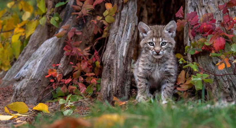 Sosem látott felvételek a Balaton-felvidékről: drónok kapták el a vadmacskák és aranysakálok titkos életét