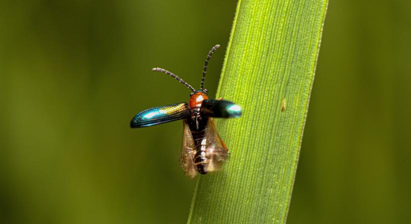 Mit tegyél most az őszi búza védelméért?