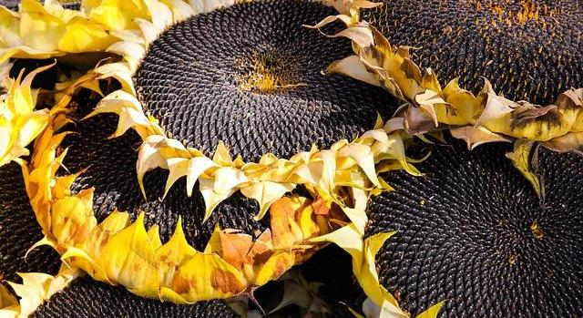 A napraforgóval bővül a GOSZ-VSZT-NAK országos fajtakísérlet