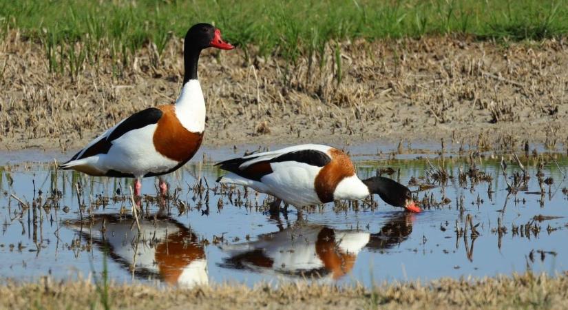 Újabb tó tűnt el a térképről: drámai a helyzet a Homokhátságon