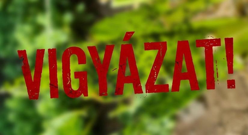 A tuzséri kertész figyelmeztet: invázió jön, ha már most nem lépünk időben!