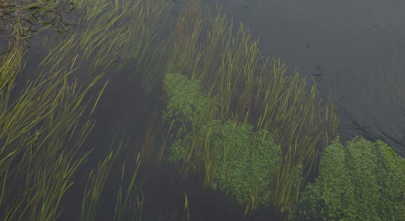 Időzített bomba ketyeg Magyarországon: idő kérdése, mikor tarol az invázió