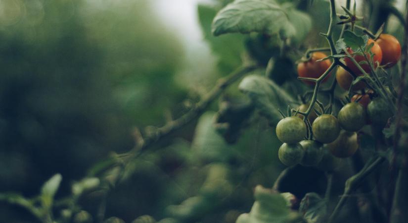 Kertészkedéssel a változatos életért