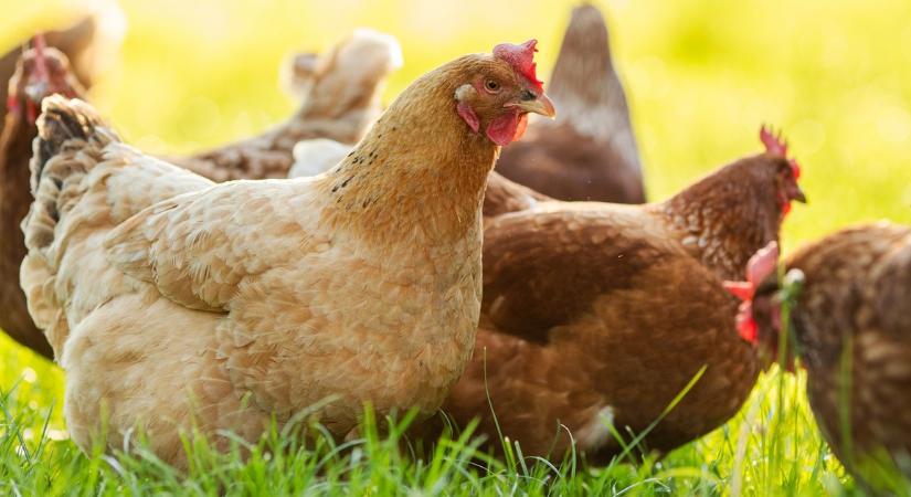Közlést tett az országos főállatorvos. Itt a jó hír a baromfikkal kapcsolatban