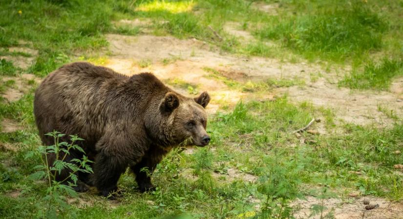 A fia végignézte édesanyja haláltusáját: a mentősök már nem tehettek semmit