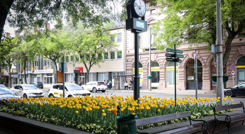 Csodás színkavalkád mindenfelé – virágba borult az egész vármegyeszékhely (képgalériával)