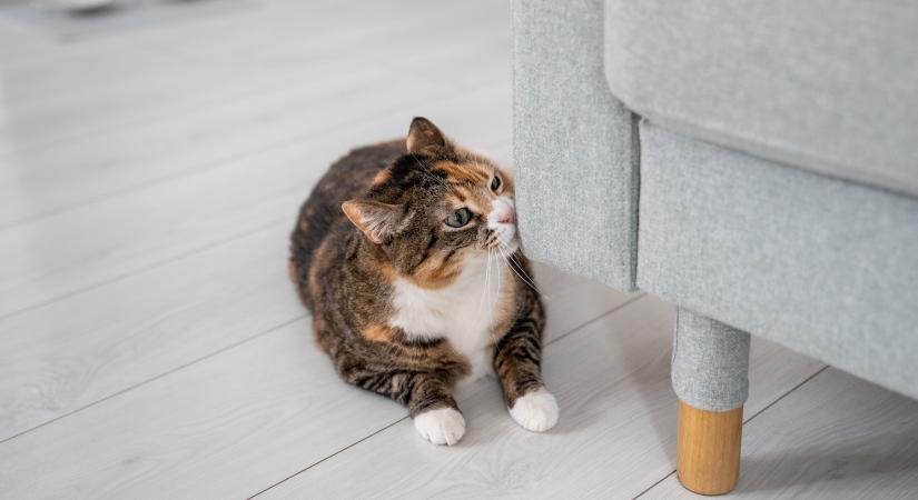 Ezek azok az illatok, amelyektől a macskák menekülnek