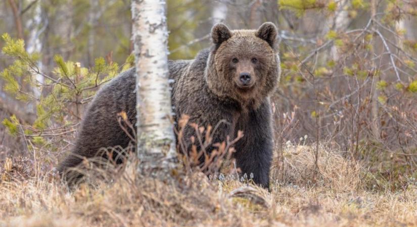 Medvetámadás végzett egy nővel Lengyelországban