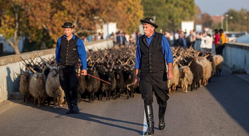 Hortobágy polgármestere: hiába éltem már át sok kihajtási ünnepet, számomra még mindig ugyanolyan lélegzetelállító