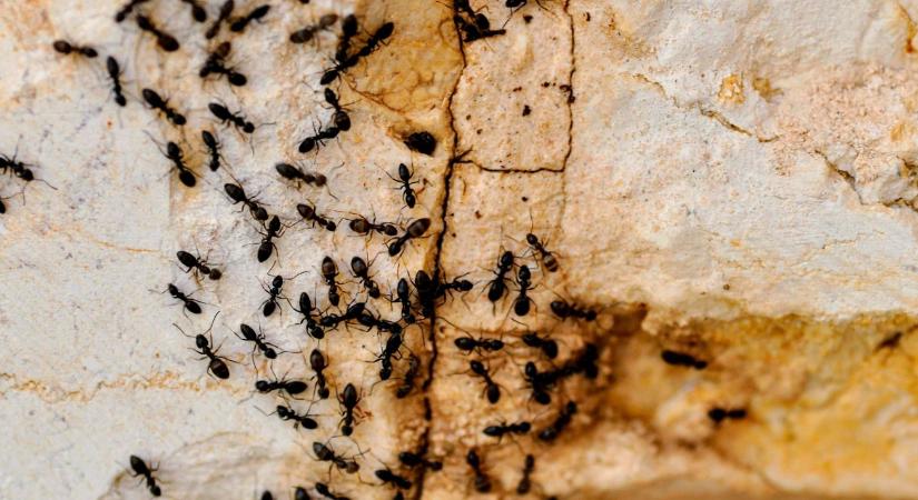 Hangya ellen: ez az egyszerű módszer sok kertben beválik
