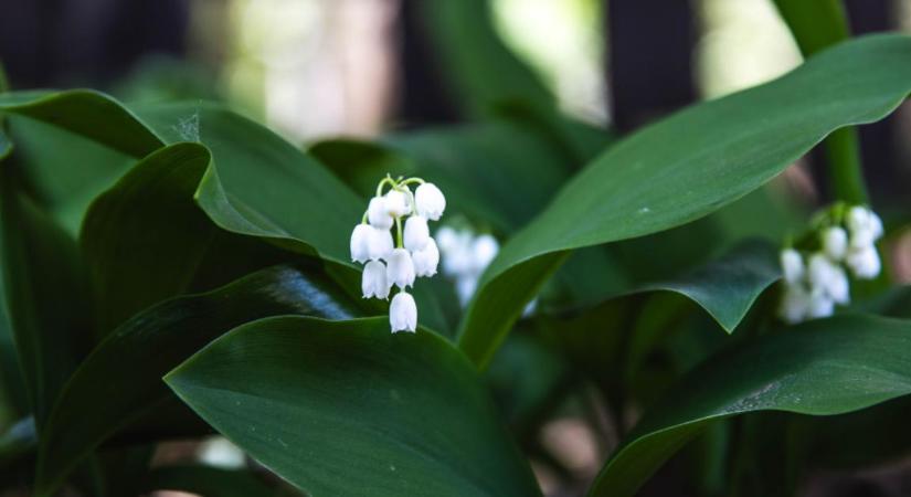 Illatos gyilkos: ezért veszélyes a tavasz egyik legszebb virága, amely Debrecen környékén is előfordul
