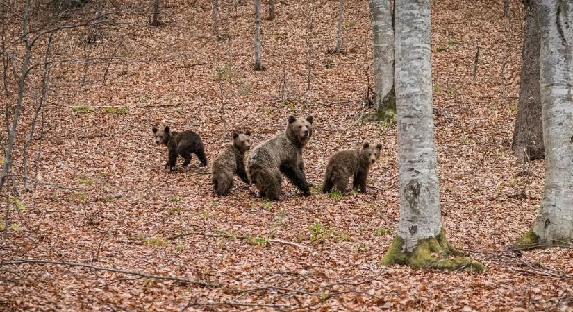 Halálos medvetámadás rázta meg Lengyelországot
