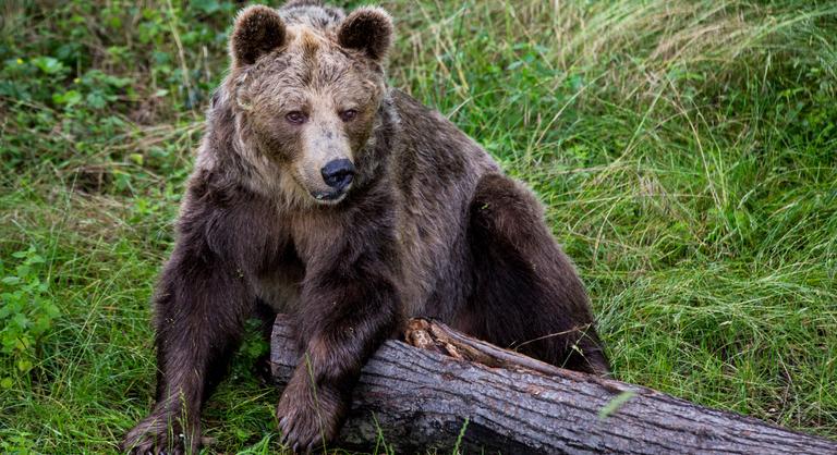 Meghalt egy nő medvetámadásban
