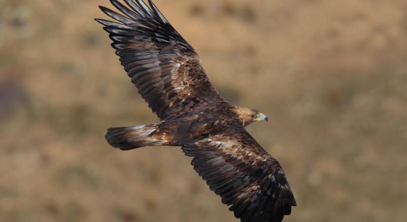 Sokkoló, mit akart megetetni a szirti sassal a Bács-Kiskun vármegyei férfi, videóra vette a kegyetlenséget