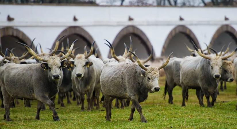 Ez a nap eldöntheti a jövődet – mit hoz idén Szent György napja?