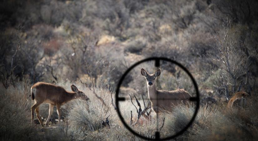 Ledöbbentek a vadászok is Somogyban: hihetetlen torz, parókás őzbak került terítékre  Fotó