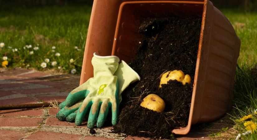 Komposzt használata: mikor és hogyan érdemes kijuttatni?
