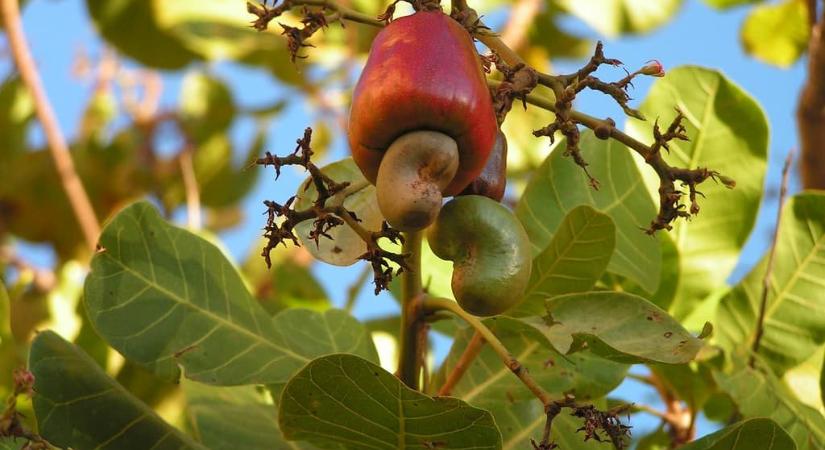 Ez a tavalyi év legmérgezőbb növénye, és még a te kertedben is simán lehet!