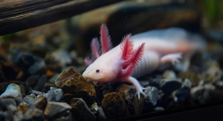 Kizárólag Mexikóban honos egzotikus lényt találtak egy walesi patakban