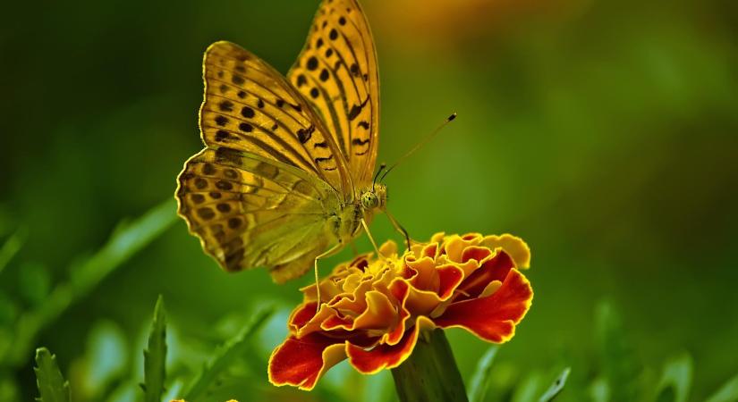 Beporzóbarát kert – hibák nélkül