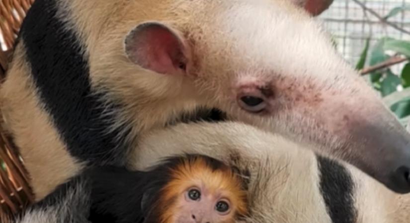 Hangyásszal ölekező aranyos kismajomban is oktatjuk az egész világot – ismerd meg a zuglói Punch igaz történetét!