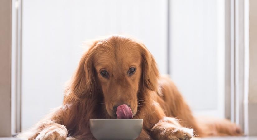 Kutatások szerint minden második kutya túlsúlyos: az állatorvos elárulja, mennyit kellene enniük