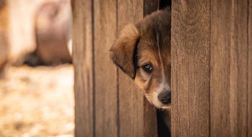 Én is az állatvédőket támogatom!