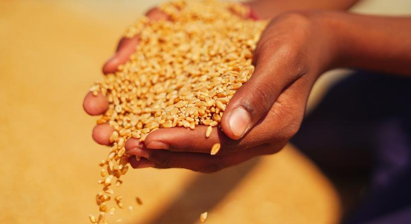 Újabb sokkoló búzarekord: megduplázzák az exportkvótát