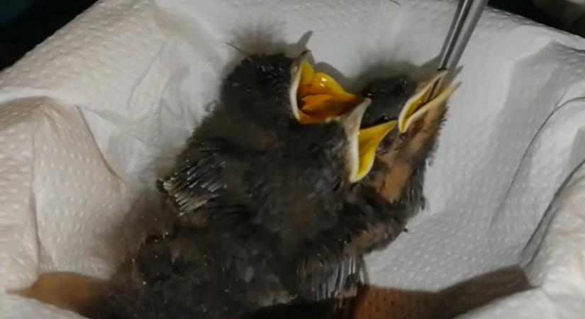 Ritkán árva a kismadár – A szakszerűtlen segítség gyakran végzetes lehet