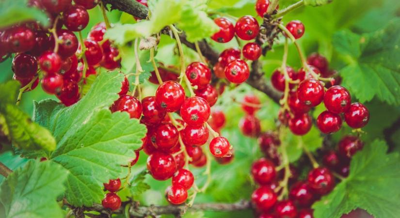 Ribizli metszése: így lehet több és szebb gyümölcsöd