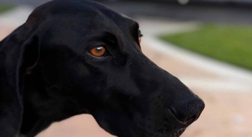 Nem szokott hangoskodni a kutya – most addig ugatott hajnalban, míg meg nem mentette a családját