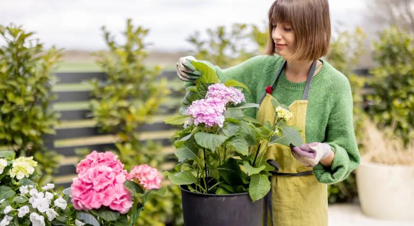 Meseszép árnyéktűrő növények, melyek minden kertben megélnek