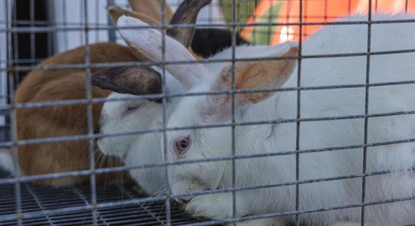 Nem volt hiba a húsvéti nyulak árusításában