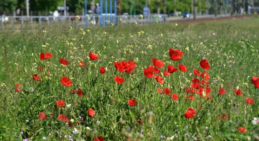 Közel egymillió négyzetméterre nő idén a fővárosi méhlegelők területe