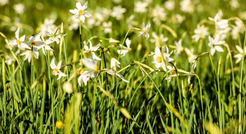 Csak pár napig látható a lenyűgöző hazai csoda: indul a roham Európa legnagobb virágmezőjén