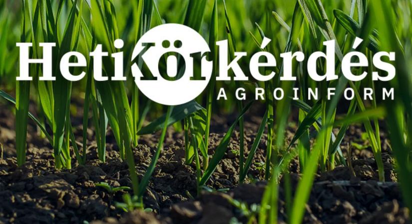 Miért fontos a megfelelő időzítés a levél- és kalászbetegségek elleni védekezésben? – Heti Körkérdés