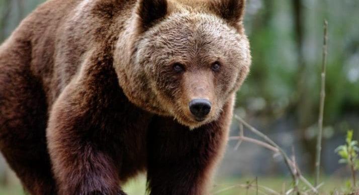 Tragédia a Bieszczady-hegységben – Medve végzett egy asszonnyal