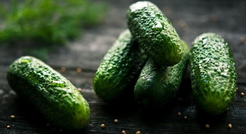 Uborka vetése: mikor kezdhető el, hogy jól keljen ki?